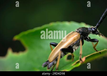 Rotbrauner Longhornkäfer (Stictoleptura rubra) krabbelt und ruht auf einem Blatt, Makrofotografie, Insekten, Artenvielfalt, Natur Stockfoto