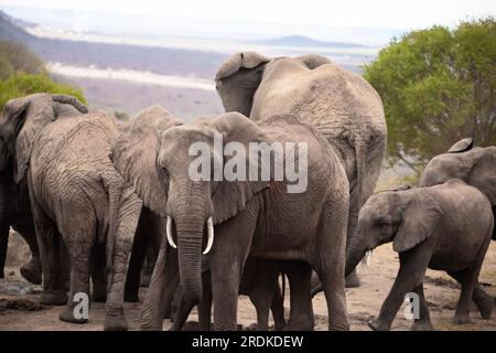 Afrikanischer Elefant, Eine Elefantenherde zieht zum nächsten Wasserloch in der Savanne Kenias. Wunderschöne Tiere, die auf einer Safari fotografiert wurden Stockfoto