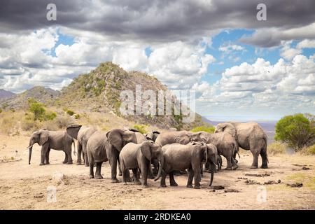 Afrikanischer Elefant, Eine Elefantenherde zieht zum nächsten Wasserloch in der Savanne Kenias. Wunderschöne Tiere, die auf einer Safari fotografiert wurden Stockfoto