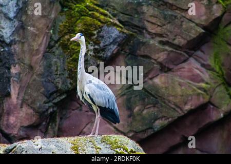 Graureiher (Ardea cinerea), der auf einem Felsen steht Stockfoto