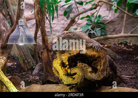 Komodo-Drache (Varanus komodoensis), auch bekannt als Komodo-Monitor. Stockfoto