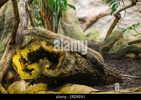 Komodo-Drache (Varanus komodoensis), auch bekannt als Komodo-Monitor. Stockfoto