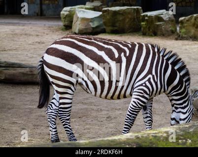 Zebra im Zoo, Thailand. (Equus quagga) Stockfoto