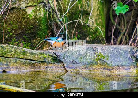 Ein toller Sternenvogel, der auf einem Felsen in einem Teich sitzt Stockfoto