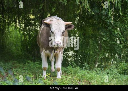 Jungrinder, braunweiß gespritzt, unter einem Baum auf einer natürlichen Wiese von einem Biobauernhof, mit Blick auf die Kamera, Konzept für ökologische Landwirtschaft Stockfoto