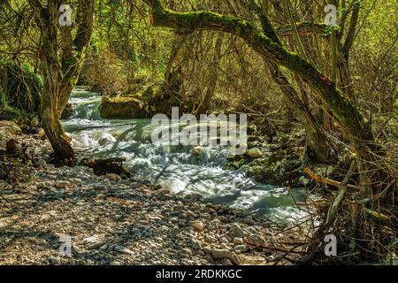 Der Vella-Torrent fließt schnell zwischen Bäumen und Steinen und bildet Schleifen und kleine Wasserfälle. Abruzzen, Italien, Europa Stockfoto