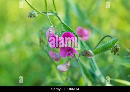 Lathyrus sylvestris, flache Erbsenblüten mit Morgentau, selektiver Fokus Stockfoto