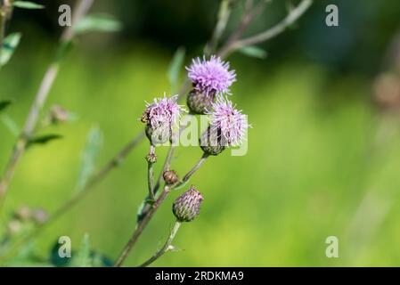 Cirsium arvense, schleichende Distel violette Sommerblumen verschlossen selektiven Fokus Stockfoto