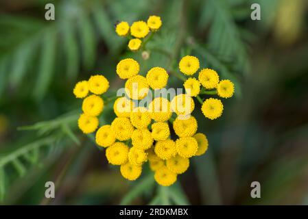 Gewöhnliche, würzige, bittere Knöpfe, gelbe Blüten, die selektiven Fokus Stockfoto