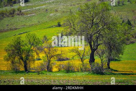 Grünland bedeckt mit gelben Blüten im Frühling Stockfoto