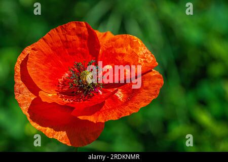 Offene Knospe von roter Mohnblume auf dem Feld. Wunderbarer sonniger Tag. Unscharfer Hintergrund Stockfoto