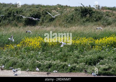 Schwarzkopfmöwen und mediterrane Möwen im Park Marquenterre Stockfoto