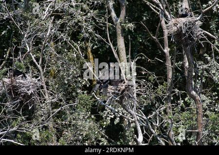 Cormorant Colony Park Marquenterre Stockfoto