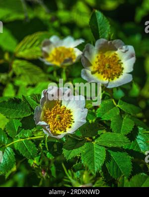 Nahaufnahme einer Hundrose, Rosa canina, mit grünen Blättern im Frühling Stockfoto