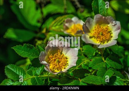 Nahaufnahme einer Hundrose, Rosa canina, mit grünen Blättern im Frühling Stockfoto