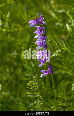 Vicia cracca, Blütenvogelweihe im Frühling Stockfoto