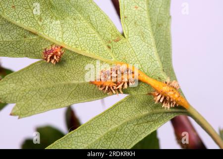 Hawthorn-Wacholderrost (Gymnosporangium sp.) Rostpusteln, Hörner und Schwellungen an Blättern, Petiolen und Stämmen des Weißdorns (Crataegus monogyna) Stockfoto