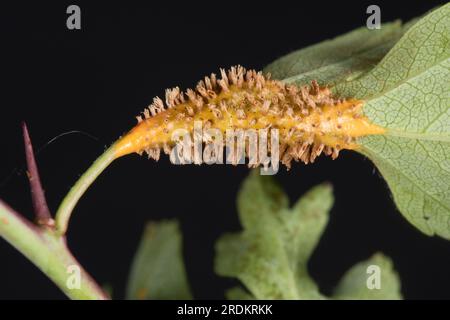 Hawthorn-Wacholderrost (Gymnosporangium sp.) Rostpusteln, Hörner und Schwellungen an Blättern, Petiolen und Stämmen des Weißdorns (Crataegus monogyna) Stockfoto