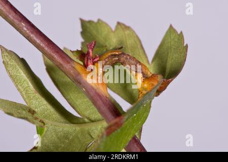 Hawthorn-Wacholderrost (Gymnosporangium sp.) Rostpusteln, Hörner und Schwellungen an Blättern, Petiolen und Stämmen des Weißdorns (Crataegus monogyna) Stockfoto