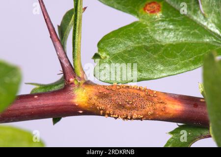 Hawthorn-Wacholderrost (Gymnosporangium sp.) Rostpusteln, Hörner und Schwellungen an Blättern, Petiolen und Stämmen des Weißdorns (Crataegus monogyna) Stockfoto