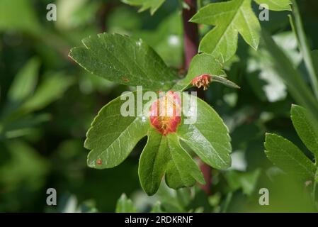 Hawthorn-Wacholderrost (Gymnosporangium sp.) Rostpusteln Läsion und äkiale Hörner bilden sich am oberen Blatt des Weissdorns (Crataegus monogyna), Mai Stockfoto