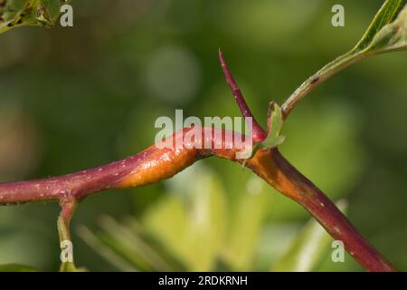 Hawthorn-Wacholderrost (Gymnosporangium sp.) Rost-Pustel-Schwellung am Stamm und Dornspitze (Crataegus monogyna), Mai Stockfoto