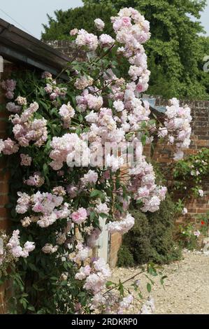 Blassrosa Sommerblumen von Kletterrose, Rosa Mortimer Sackler im britischen Garten Juni Stockfoto