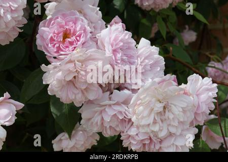 Blassrosa Sommerblumen von Kletterrose, Rosa Mortimer Sackler im britischen Garten Juni Stockfoto