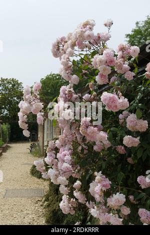 Blassrosa Sommerblumen von Kletterrose, Rosa Mortimer Sackler im britischen Garten Juni Stockfoto