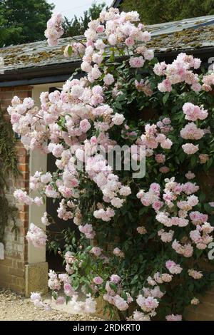 Blassrosa Sommerblumen von Kletterrose, Rosa Mortimer Sackler im britischen Garten Juni Stockfoto