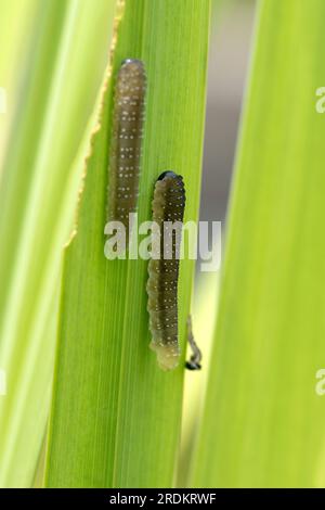 Larven von und Iris-Sägefliege (Rhadinoceraea micans), die sich an den Blättern einer gelben Iris (Iris pseudocorus), Berkshire, Juni, ernähren Stockfoto