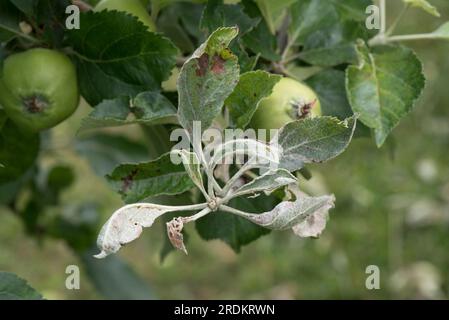 Primärinfektion von Apfelschimmelpilz (Podosphaera leucotricha) auf einem terminalen eaf-Cluster am Ende eines Obstbaumes, Berkshire, Juni Stockfoto