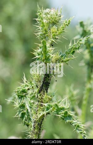 Schwarzspindeldistelaphid (Aphis fabae cirsiiacanthoidis) Befall an der Spitze des Blütenwachstums auf einer schleichenden Distel, Berkshire, Juni Stockfoto