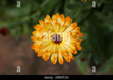 Nahaufnahme der orangefarbenen Sommerblume Calendula officinalis, auch bekannt als Topf-Ringelblume oder englischer Ringelblume im britischen Garten June Stockfoto