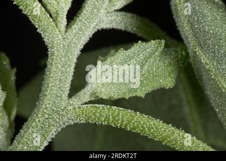 Junge Blätter einer fetten Henne, weißer Stachelfuß (Chenopodium Album) ein jährliches Unkraut, das mit wasserabweisendem, glänzend weißwachsbedeckten Vesikeln bedeckt ist Stockfoto