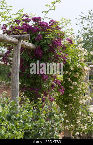 Kletterrosen Rosa Goldfinch und Rosa Violette im britischen Garten Juni Stockfoto
