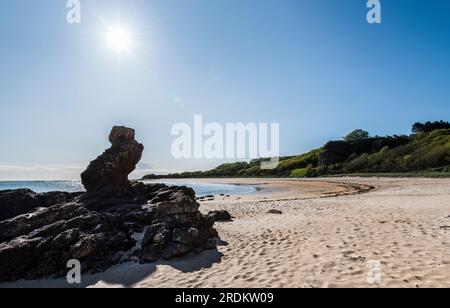 Contra jour Foto mit Sonne im Bild der langen Kurve des Seacliff Beach; Felsvorsprung und Sand im Vordergrund und Bäume hinter all dem unter klarem blauen Himmel Stockfoto