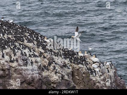 Gannet in der Luft mit dem nächsten Material in seinem Schein nähert sich dem Nestplatz inmitten von nistenden Guillemots auf Felsvorgewende mit Meer im Hintergrund. Stockfoto