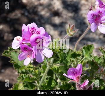 Duftendes Pelargonium (Geranium) „Cola-Flaschen“ Stockfoto