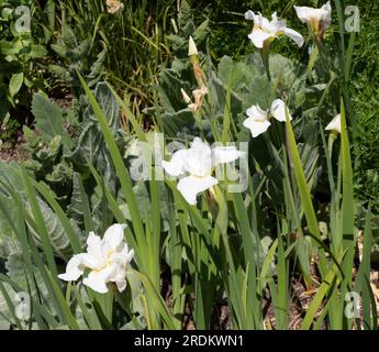 Iris Sibirica „White Swirl“ Stockfoto