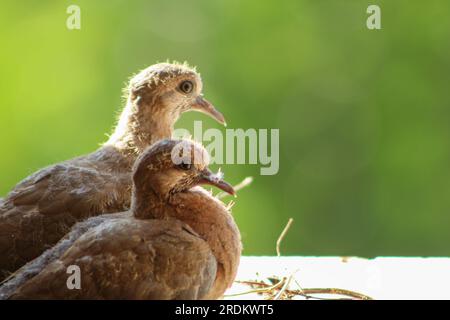 Zwei lachende Tauben (Spilopelia senegalensis) im Nest im Fenster warten auf die Fütterung durch ihre Mutter. Stockfoto