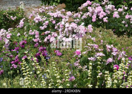 Gemischte Darstellung von Sommerblumen einschließlich alter Rosen und sisyrinchium UK Garden June Stockfoto