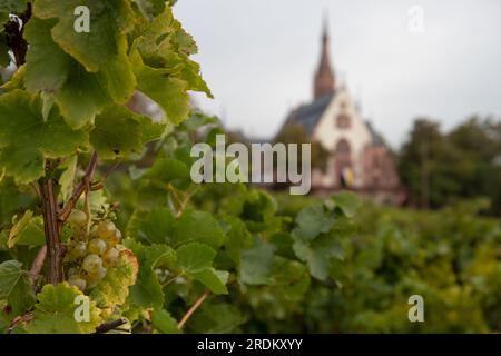 Wallfahrtskirche St. Rochus-Kapelle in Bingen am Rhein. Schöne grüne Weinberge in Deutschland Stockfoto