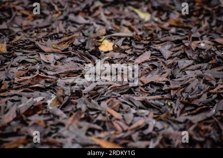 Nahaufnahme von trockenen Blättern auf dem Boden. Dunkle stimmungsvolle Blattstruktur. Stockfoto