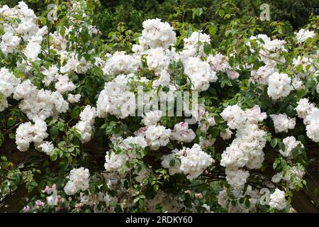 Sommerblüten von weißen Kletterrosen, Rosa Adelaide D'Orleans im britischen Garten Juni Stockfoto