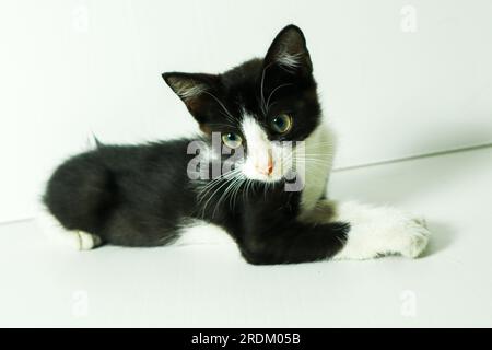 Schwarz-weißes Kätzchen mit grünen Augen auf weißem Holzfußboden. Stockfoto