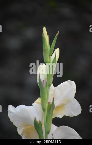 Gladiolus-Blume. Es ist eine Gattung von mehrjährigen kormisch blühenden Pflanzen in der Irisfamilie. Stockfoto