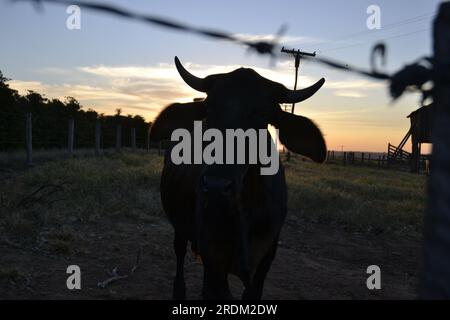 Ochse. Ochse auf Weide im Vordergrund, der auf die Kamera mit Rasen schaut, und im Hintergrund Wassertank, der eine Kaffeeplantage und einen Stahldrahtzaun zeigt. Stockfoto