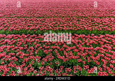 Feld mit roten und weißen Triumph-Tulpen (Sorte „Armani“) in Flevoland, Niederlande Stockfoto