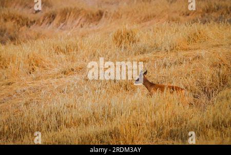 Weibliches Reh im Maisfeld Stockfoto